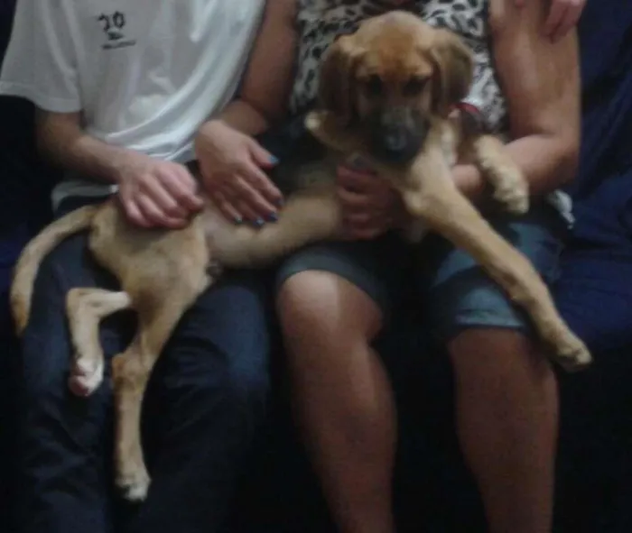 Cachorro ra a SRD idade 2 a 6 meses nome Bebezão