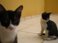 Pipoca/Mixirica