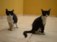 Pipoca/Mixirica