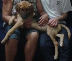 Cachorro raça SRD idade 2 a 6 meses nome Bebezão