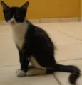 Pipoca/Mixirica