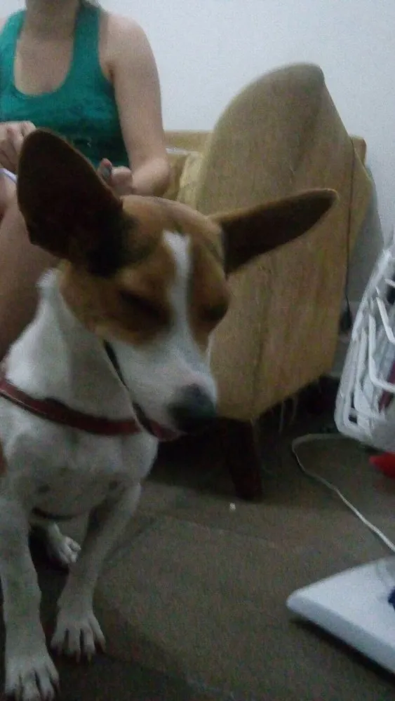 Cachorro ra a SRD idade 3 anos nome Toy