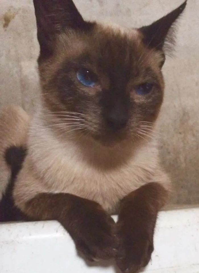 Gato ra a srd idade 1 ano nome Dengo