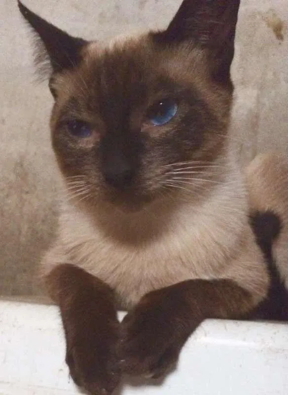 Gato ra a srd idade 1 ano nome Dengo