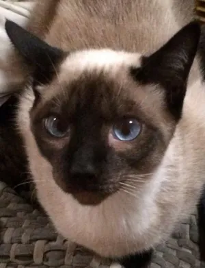 Gato raça srd idade 1 ano nome Duda
