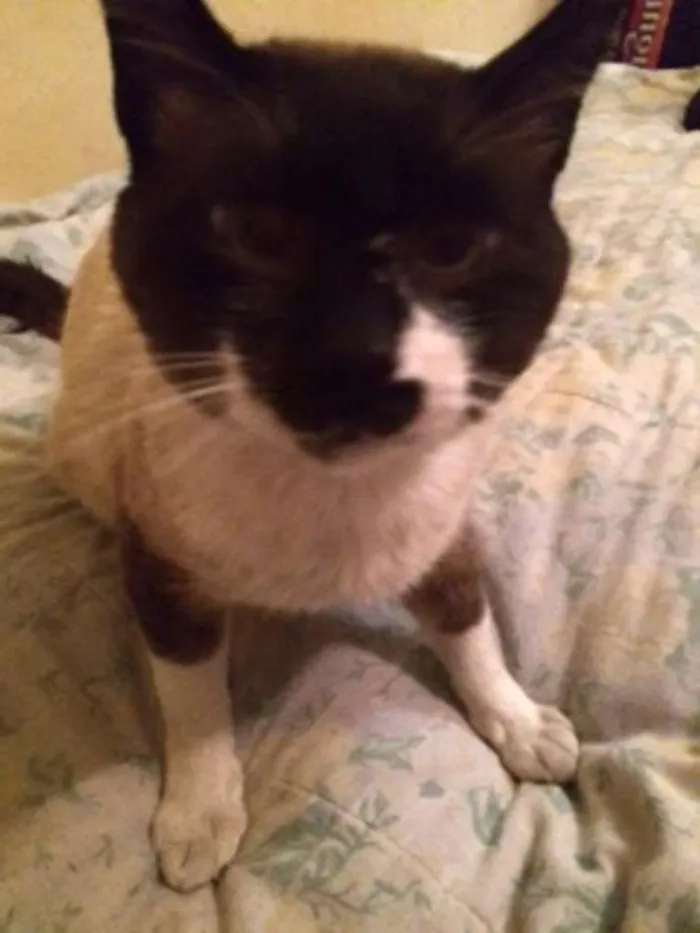 Gato ra a srd idade 1 ano nome Leco