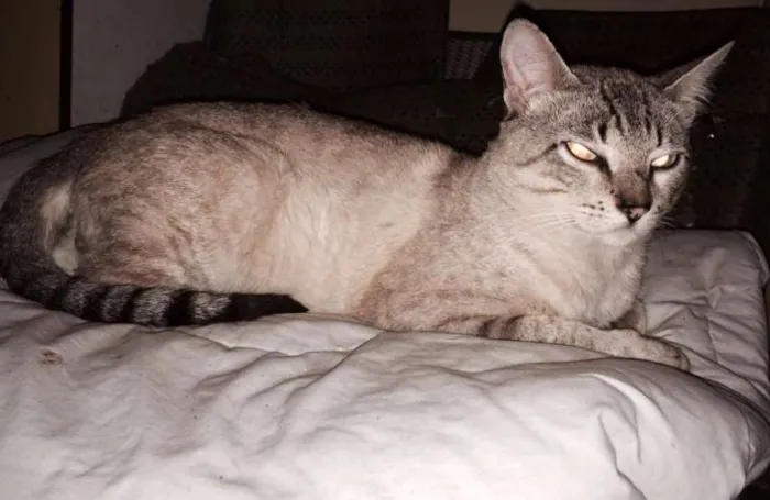 Gato ra a srd idade 1 ano nome Leleco