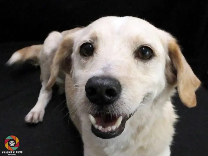 Cachorro ra a SRD idade 5 anos nome Dadinho