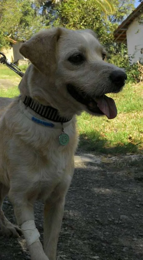 Cachorro ra a SRD idade 5 anos nome Dadinho