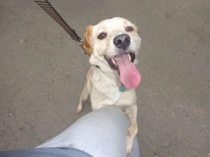 Cachorro ra a SRD idade 5 anos nome Dadinho