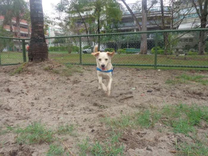 Cachorro ra a SRD idade 5 anos nome Dadinho