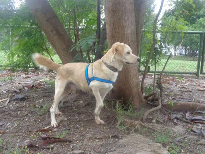 Cachorro ra a SRD idade 5 anos nome Dadinho