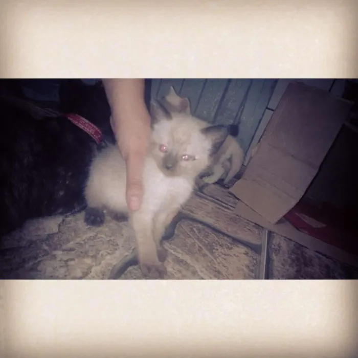 Gato ra a Srd idade 2 a 6 meses nome Anitta