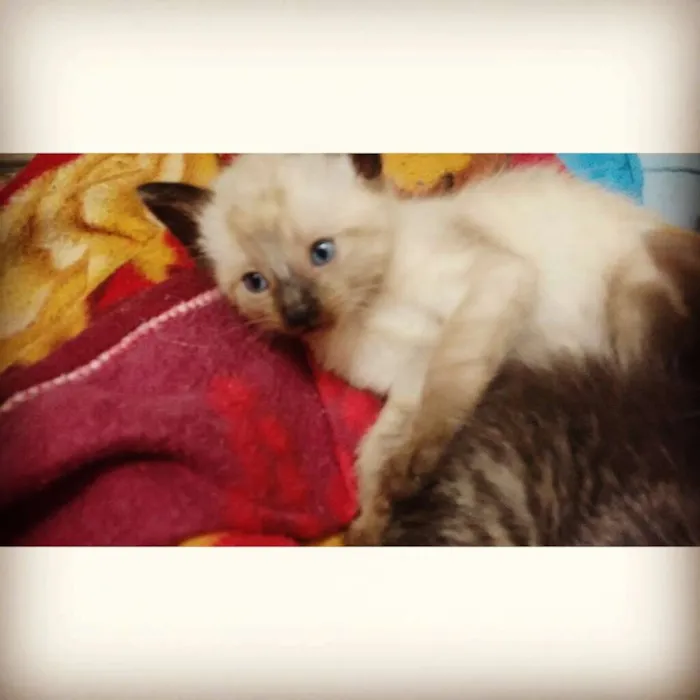 Gato ra a Srd idade 2 a 6 meses nome Anitta