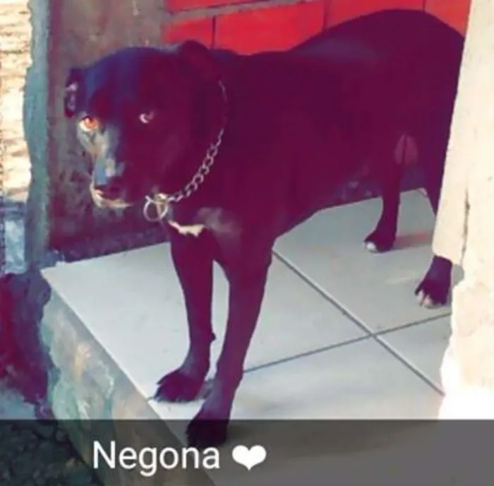 Cachorro ra a vira lata idade 2 anos nome Bolota