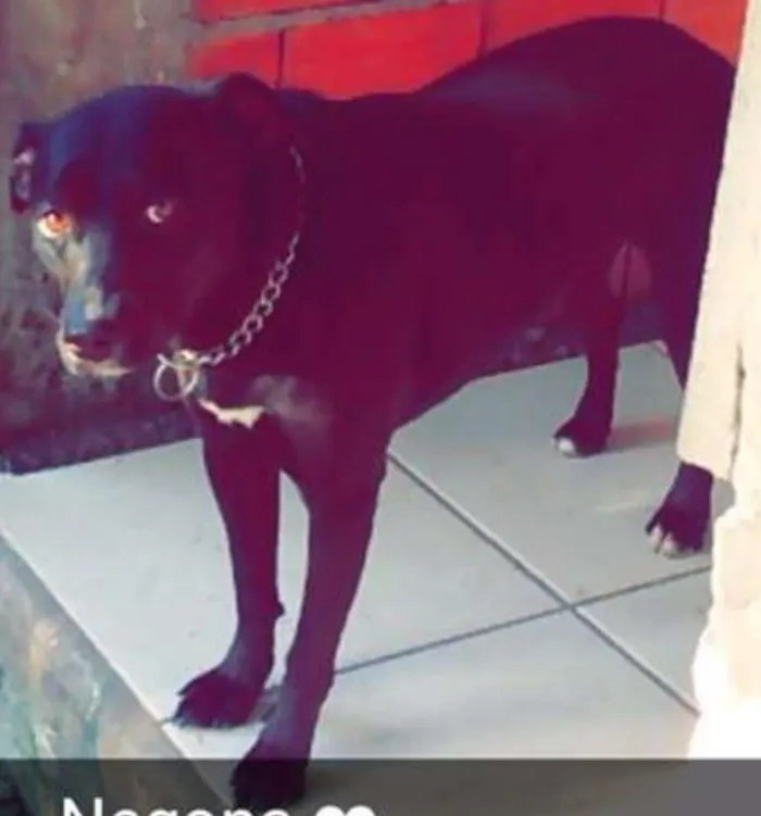 Cachorro ra a vira lata idade 2 anos nome Bolota