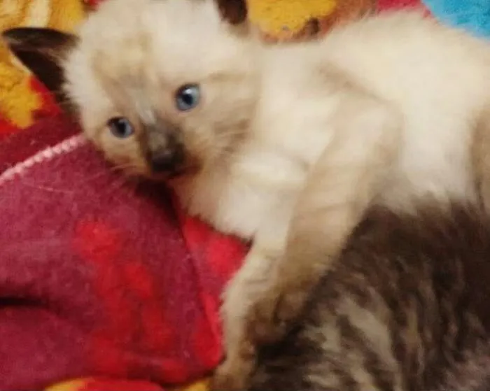 Gato ra a Srd idade 2 a 6 meses nome Anitta