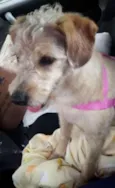 Koca
