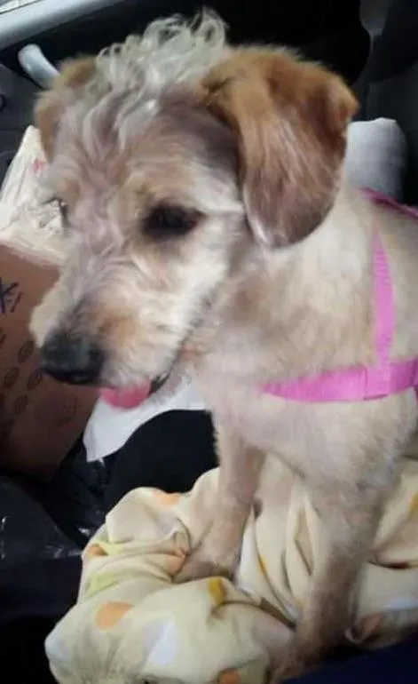 Cachorro ra a Coquer idade 2 anos nome Koca