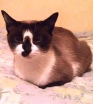 Gato raça srd idade 1 ano nome Tedy
