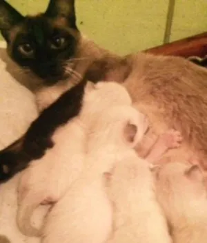Gato raça srd idade 2 a 6 meses nome Tely