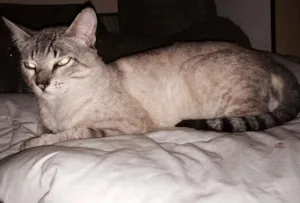 Gato raça srd idade 1 ano nome Leleco