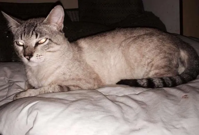 Gato ra a srd idade 1 ano nome Leleco