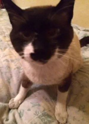 Gato raça srd idade 1 ano nome Leco