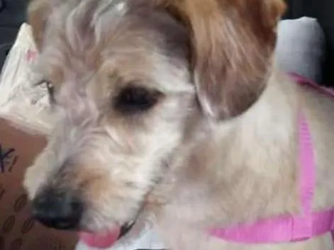 Cachorro ra a Coquer idade 2 anos nome Koca