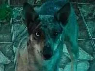Cachorro ra a RSD idade 1 ano nome SHAKIRA