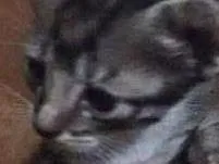 Gato ra a  idade Abaixo de 2 meses nome Filhote