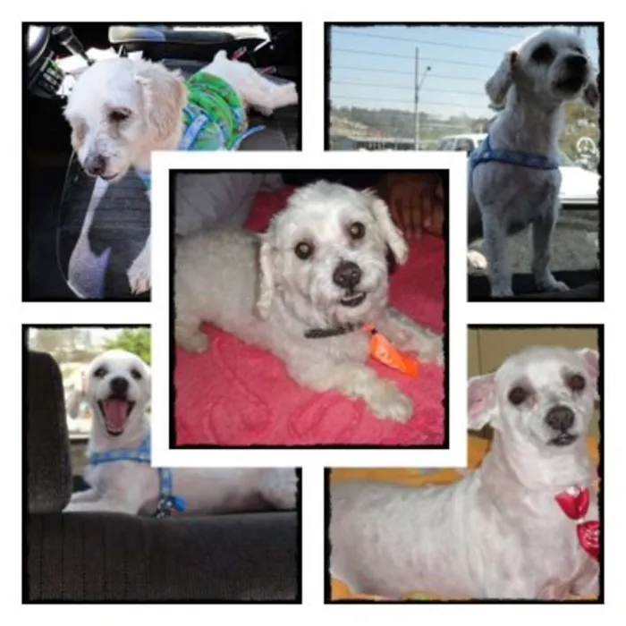 Cachorro ra a Poodle idade 6 ou mais anos nome Toby