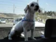 Toby