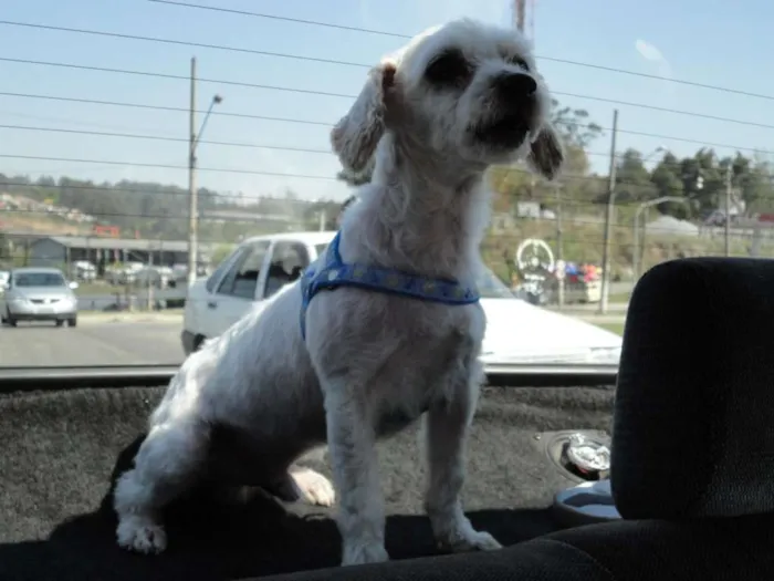 Cachorro ra a Poodle idade 6 ou mais anos nome Toby