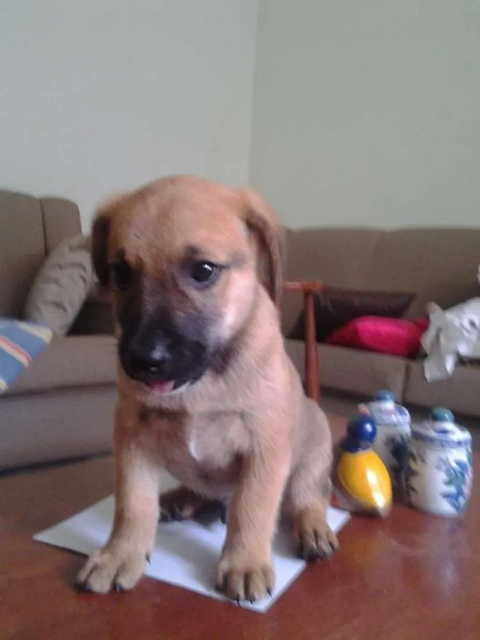 Cachorro ra a SRD idade Abaixo de 2 meses nome leo