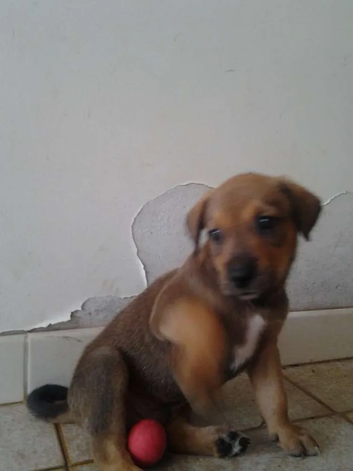 Cachorro ra a SRD idade Abaixo de 2 meses nome leo
