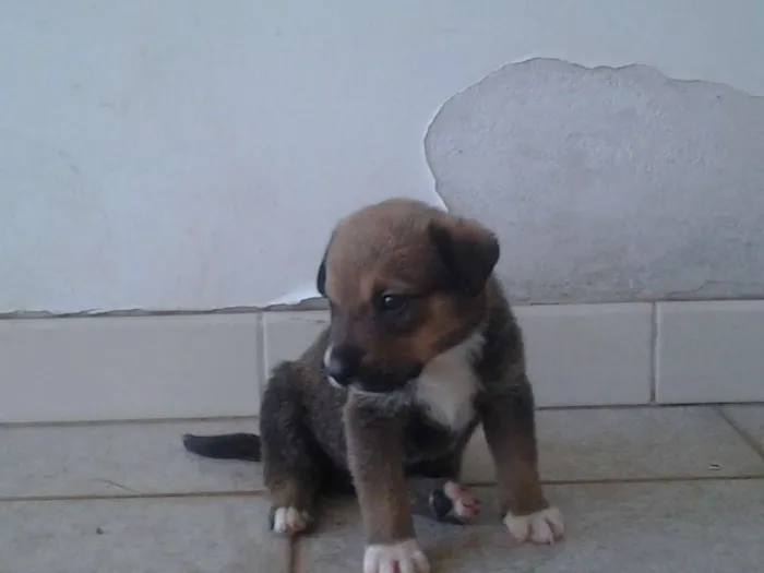 Cachorro ra a SRD idade Abaixo de 2 meses nome leo
