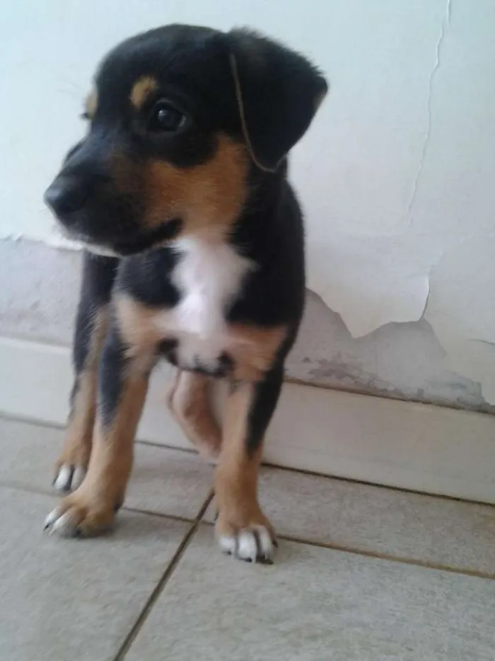 Cachorro ra a SRD idade Abaixo de 2 meses nome leo