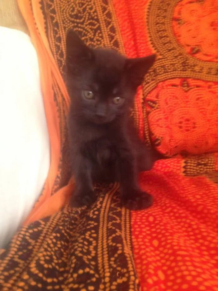 Gato ra a idade Abaixo de 2 meses nome Naomi