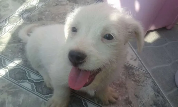Cachorro ra a Raça não definida idade 2 a 6 meses nome Sem nome