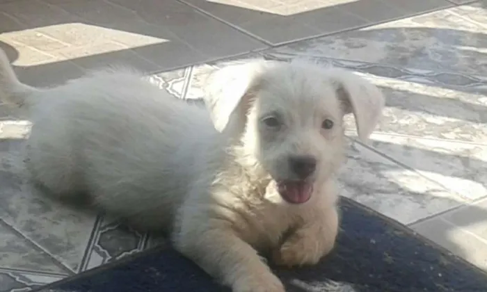 Cachorro ra a Raça não definida idade 2 a 6 meses nome Sem nome