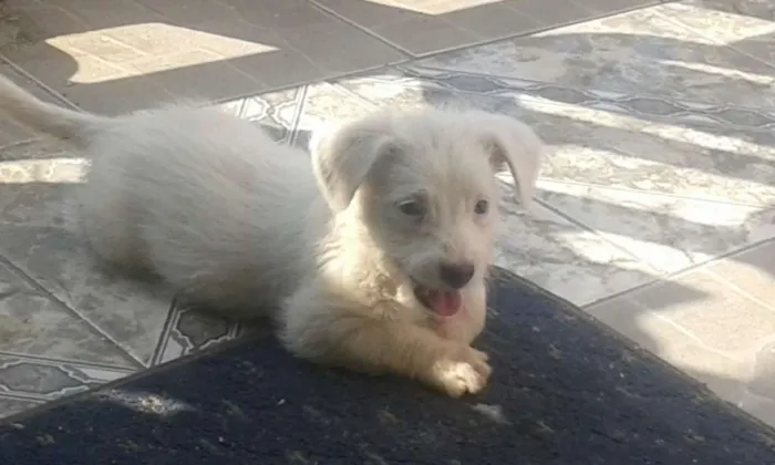 Cachorro ra a Raça não definida idade 2 a 6 meses nome Sem nome