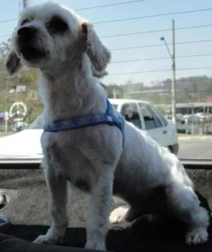 Cachorro raça Poodle idade 6 ou mais anos nome Toby