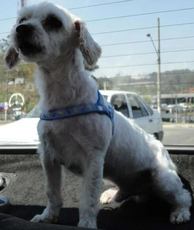 Cachorro ra a Poodle idade 6 ou mais anos nome Toby