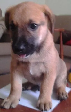 Cachorro raça SRD idade Abaixo de 2 meses nome leo