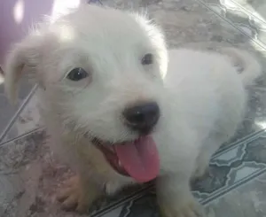 Cachorro raça Raça não definida idade 2 a 6 meses nome Sem nome