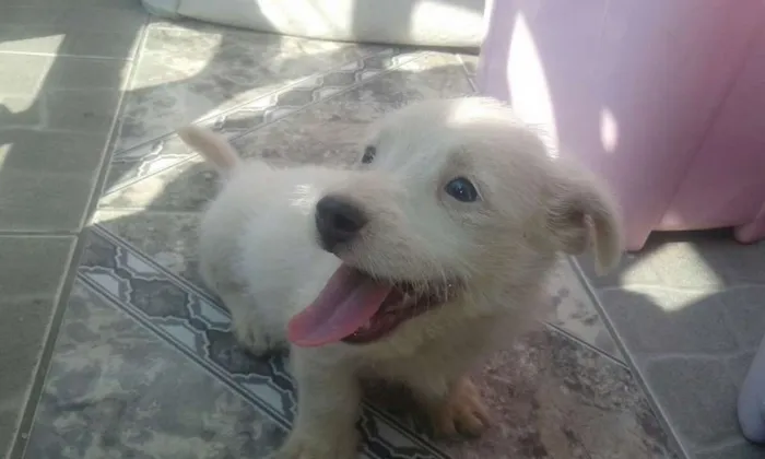 Cachorro ra a Raça não definida idade 2 a 6 meses nome Sem nome