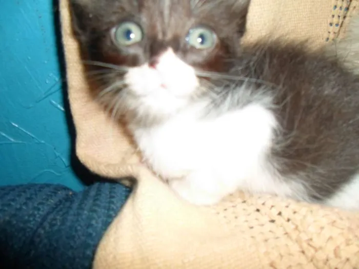 Gato ra a Siamês idade 2 a 6 meses nome sem nome