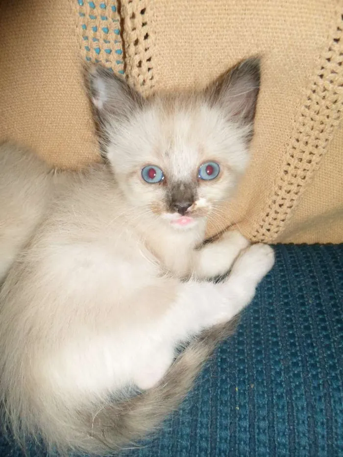 Gato ra a Siamês idade 2 a 6 meses nome sem nome
