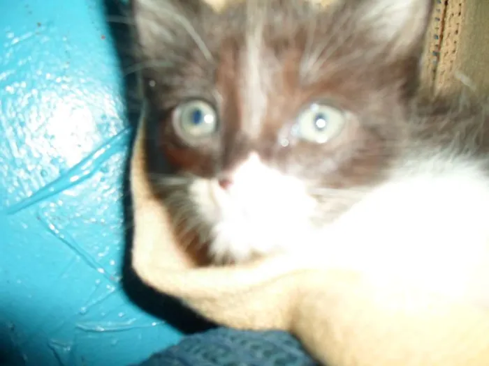 Gato ra a Siamês idade 2 a 6 meses nome sem nome